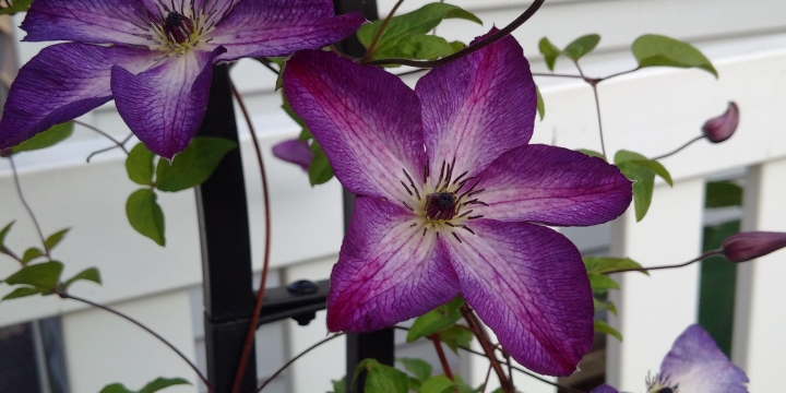 Clematis Venosa Violacea