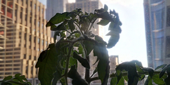 It is important to always give your tomato plants a good view