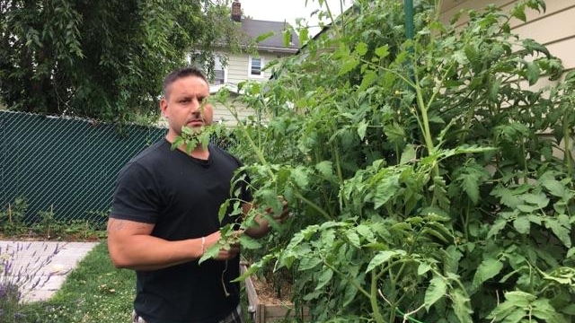 Growing tomatoes vs. practicing for a degree in forestry