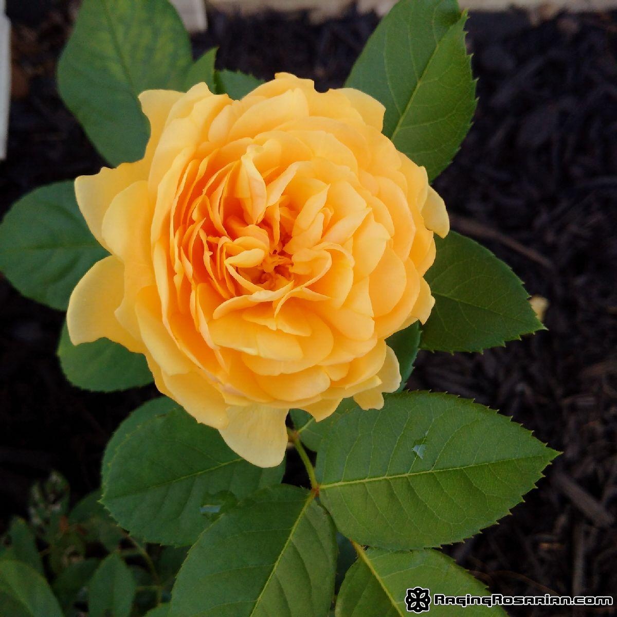 In the beginning, there was Graham Thomas Raging Rosarian