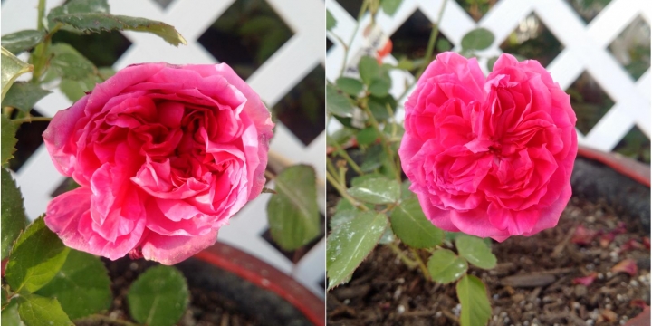 Two views of Eugène