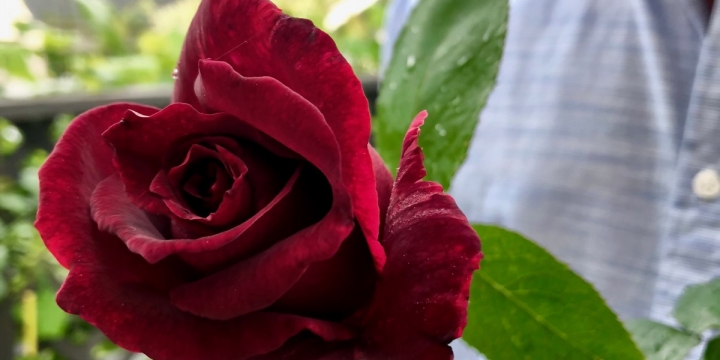 Papa Meilland’s first bloom of the season