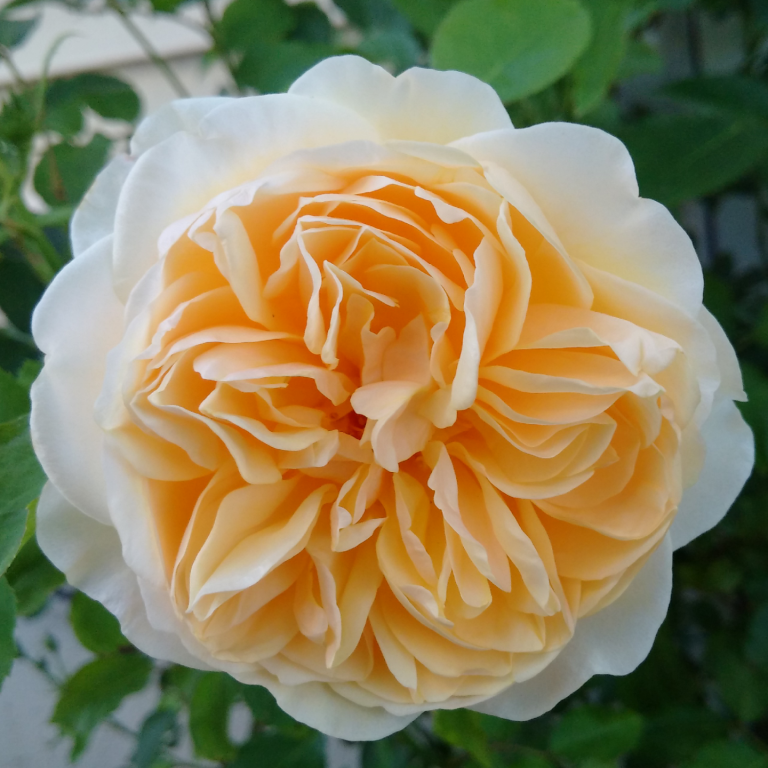 Graham Thomas – Raging Rosarian