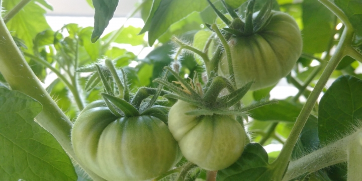 Office Tomato Plant Update