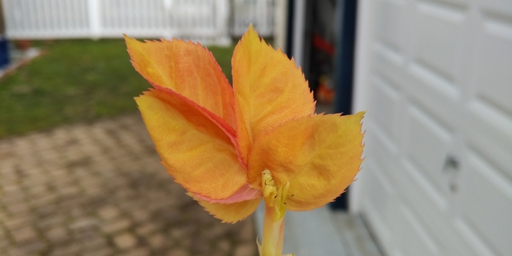 The Spring Leaf-out
