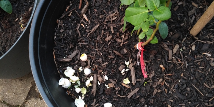 A bird ate one of my roses! Where is my pellet gun?
