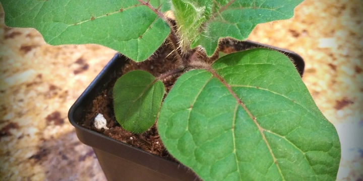 The Naranjilla Experiment